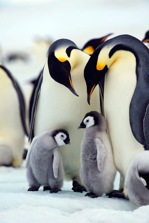 Antarctica, Weddell Sea, Snow Hill Island, Emperor Penguins
