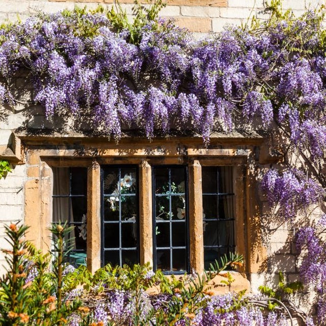 15 Best Flowering Vines Beautiful Wall Climbing Plants