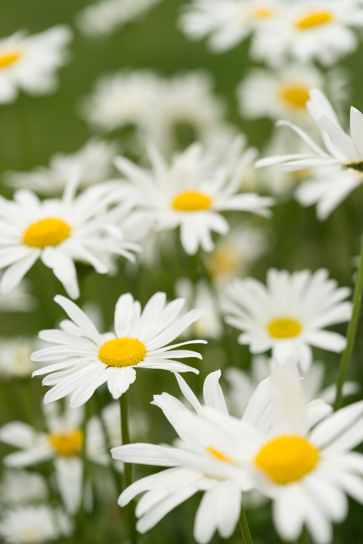 Pictures show of daisies me Shasta daisy