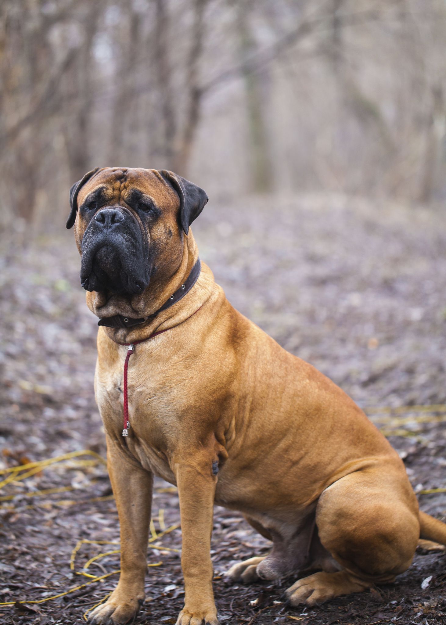 of World's Dog Breeds — Large Dogs