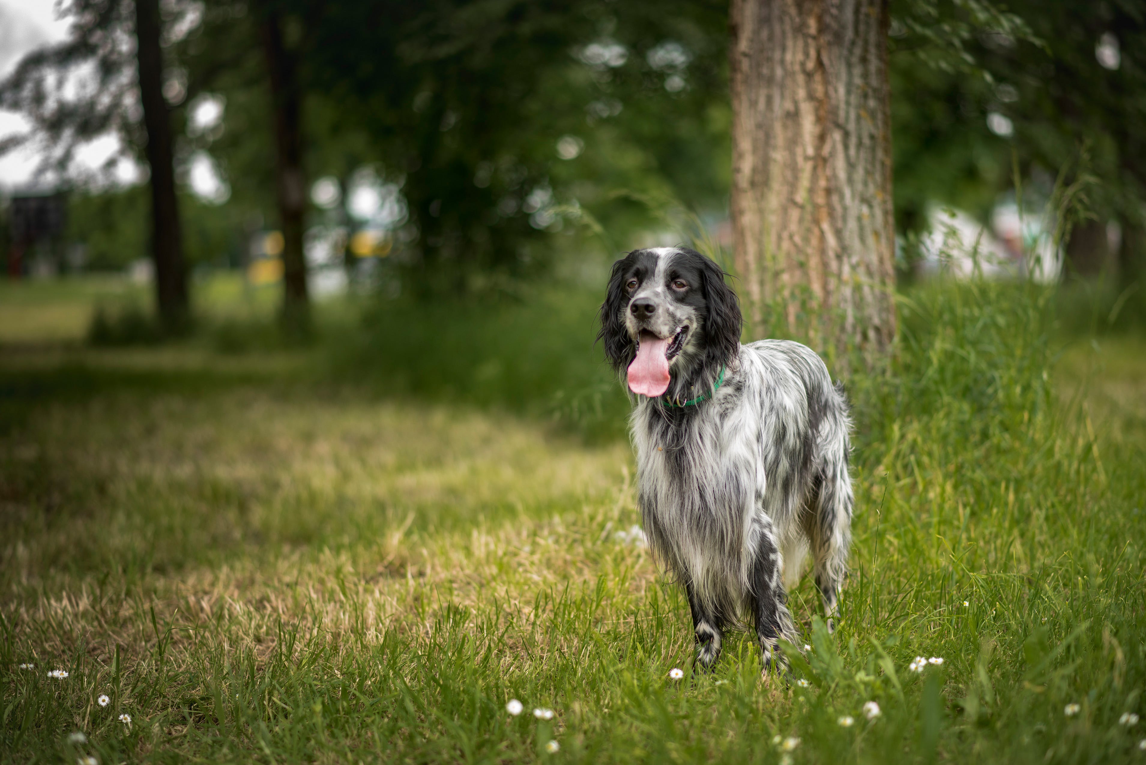 what is the largest spaniel breed