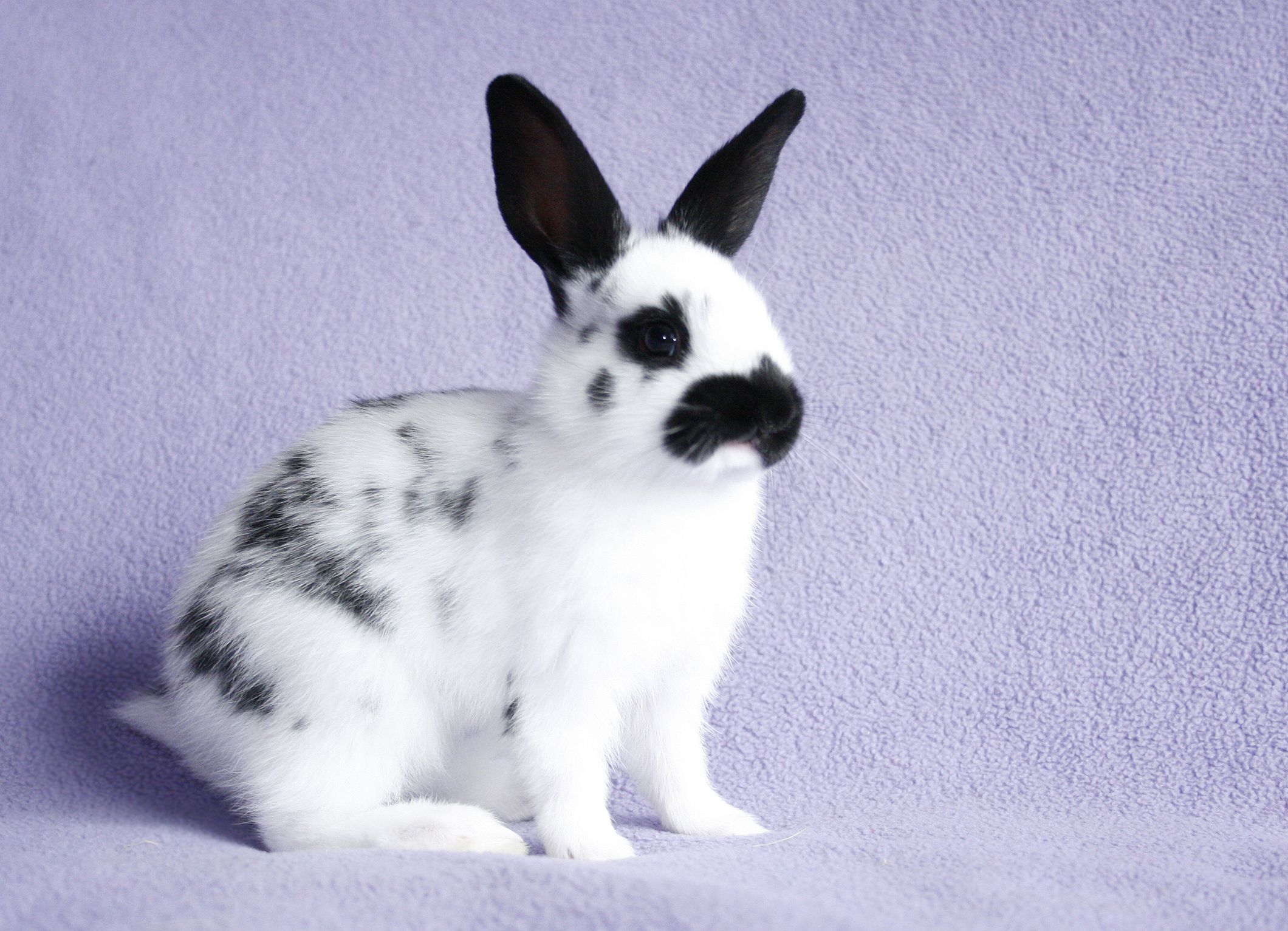 The 15 Best Rabbit Breeds - A Complete 