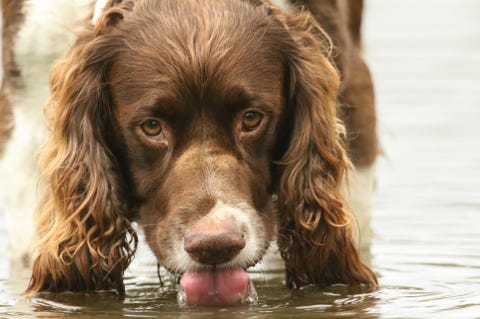 Springer Spaniel bebiendo agua