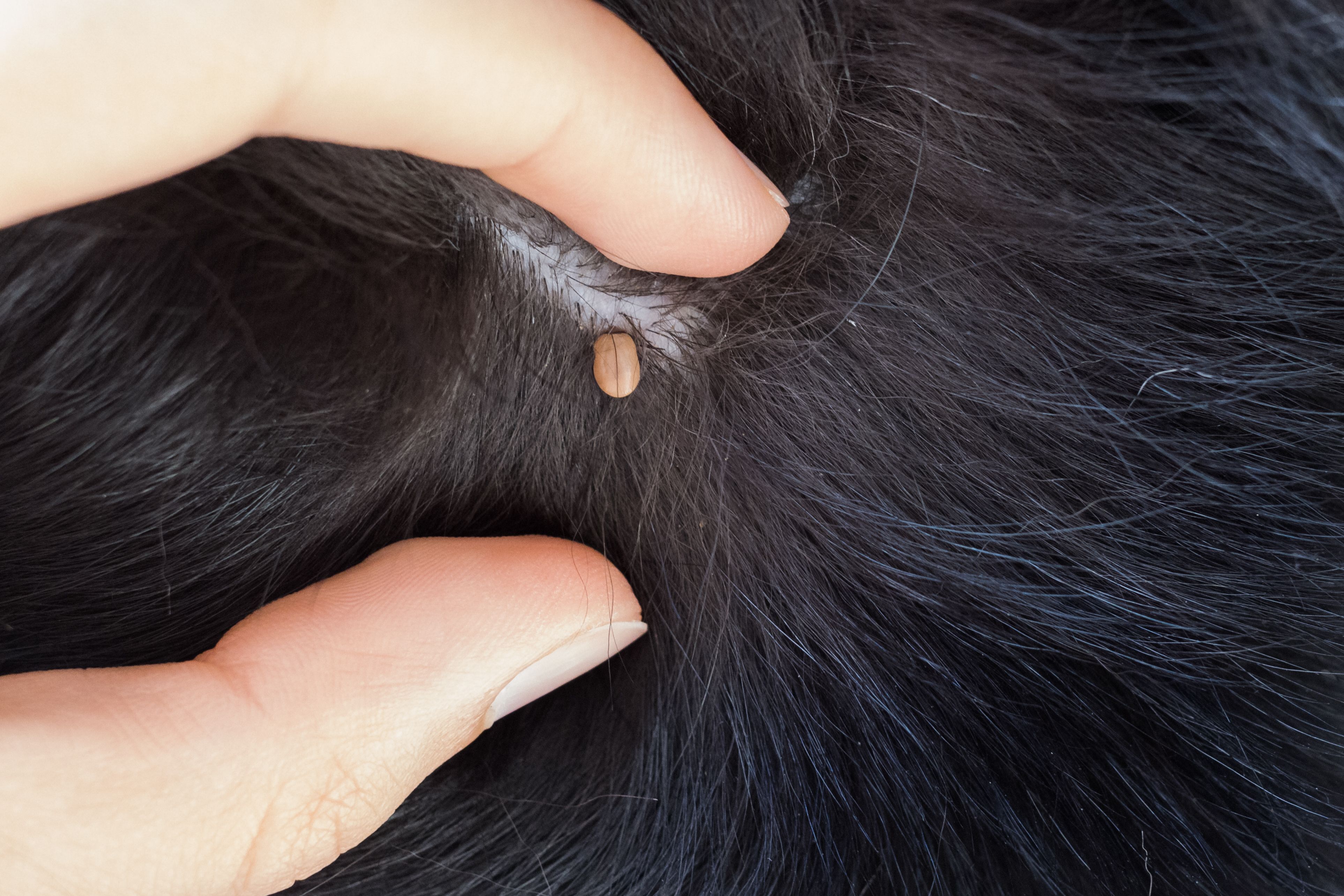 tick on dogs face