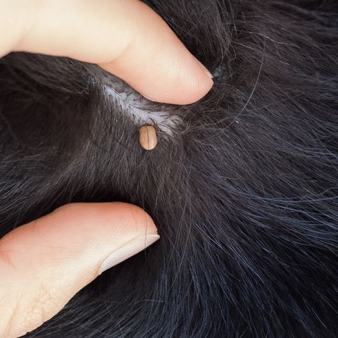 Found tick on dog ear