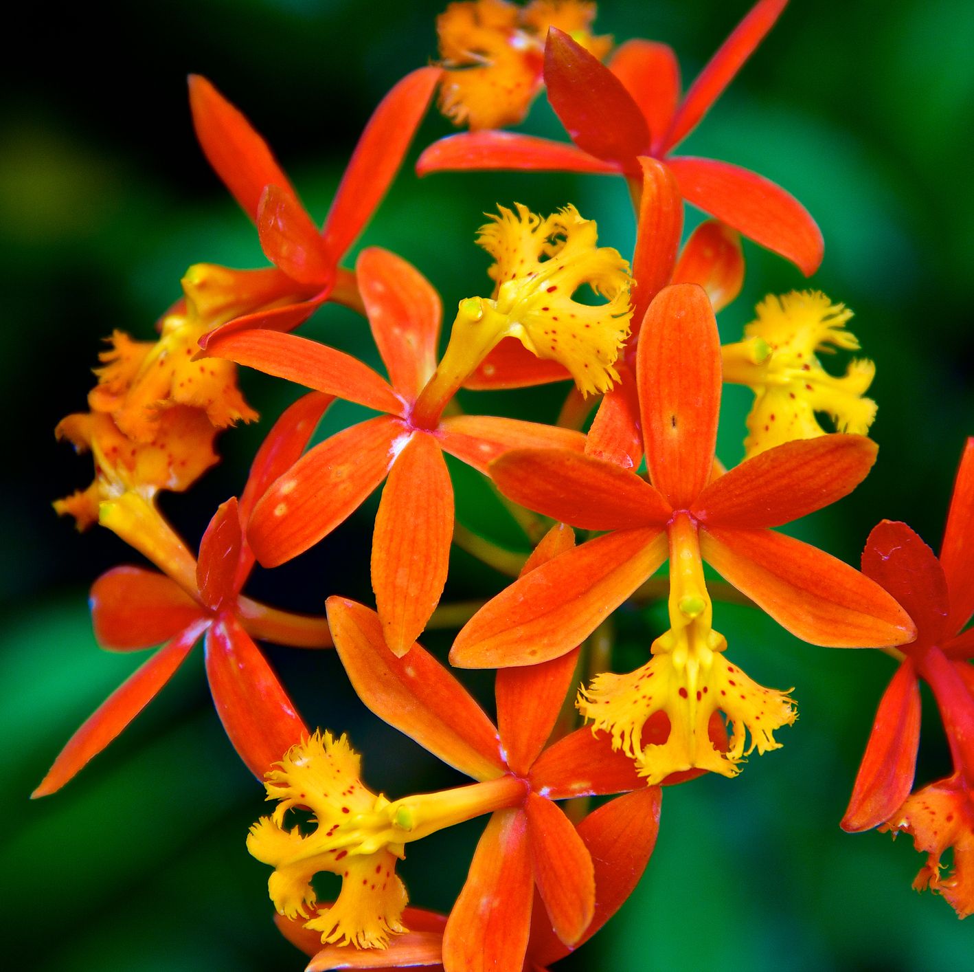 red orchid flower plant