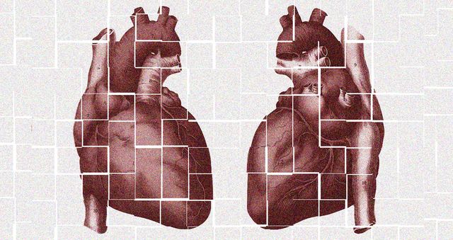 vintage anatomical illustration of an anterior view and posterior view of the human heart photo by found image holdingscorbis via getty images