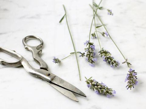 Lavender, Scissors, Fashion accessory, Earrings, Plant, Jewellery, Herb, Flower, 