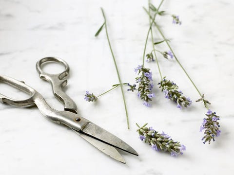 dieta per sgonfiare la cistifelleane