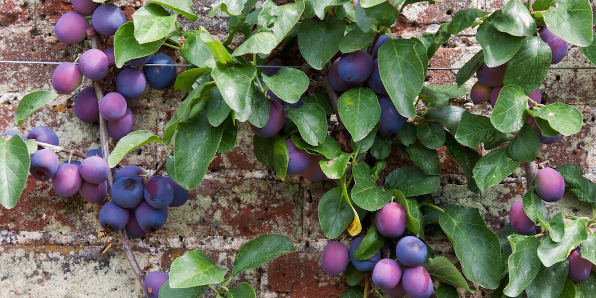 Best Fruit Trees For Small Gardens Dwarf Fruit Trees For Patio