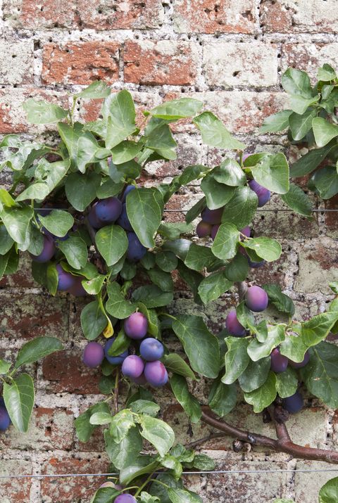 Espalier Tree with Victoria Plums