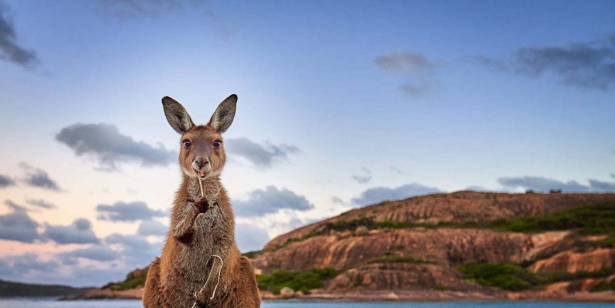 In Australië is de kangoeroe een knuffelbeest én een plaagdier