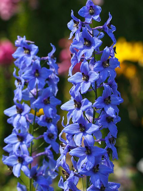 Blue, Plant, Flower, Flowering plant, Lavender, Majorelle blue, Wildflower, Perennial plant, Delphinium, Broomrape, 