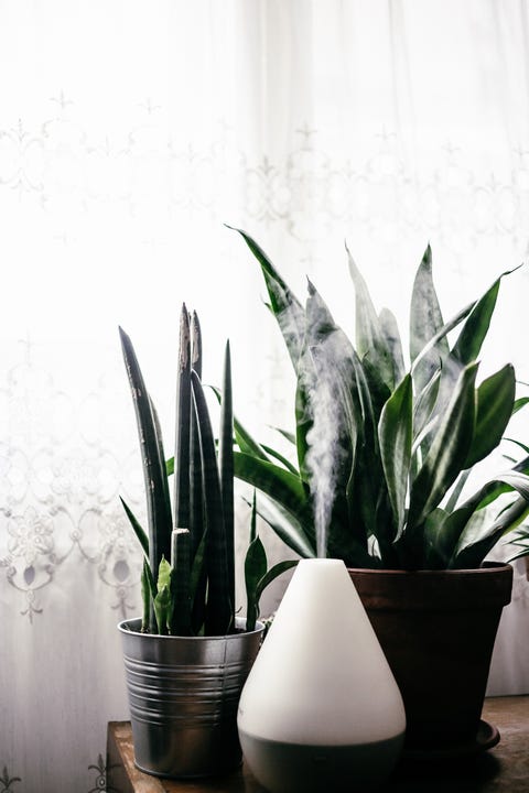 Essential oils diffuser