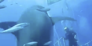 Como Sobrevivir Al Ataque De Un Tiburon - nos atacan tiburones roblox shark attack en español