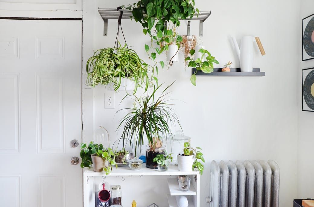 Plantas resistentes y fáciles de cuidar para decorar la casa