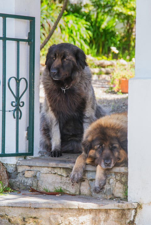 estrela mountain dog - best guard dogs