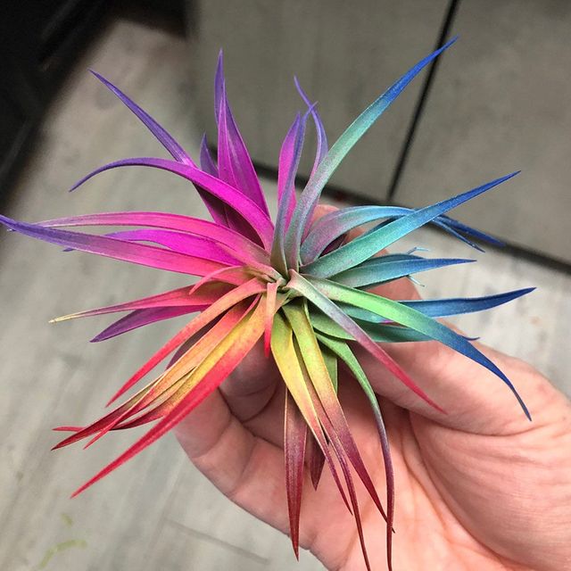 live painted tillandsia air plant on etsy