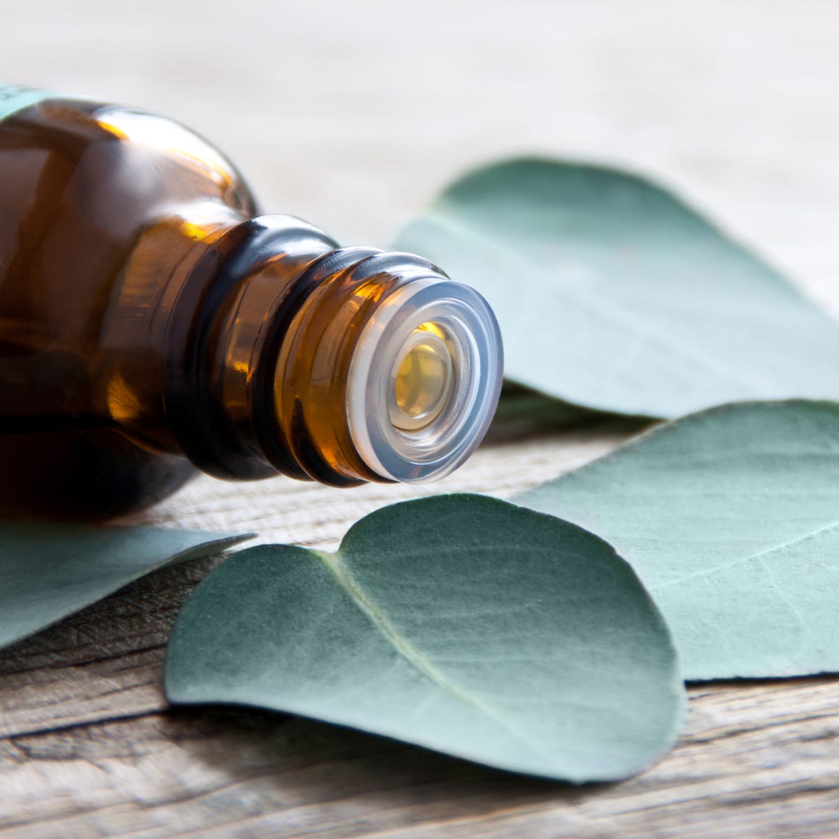 10 eucalyptus leaves health benefits and how to use it