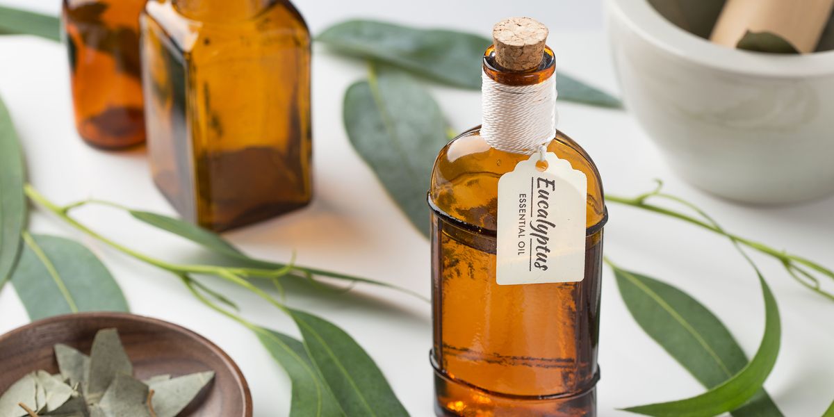 12 Eucalyptus Oil Benefits - The Best to Use Eucalyptus Oil