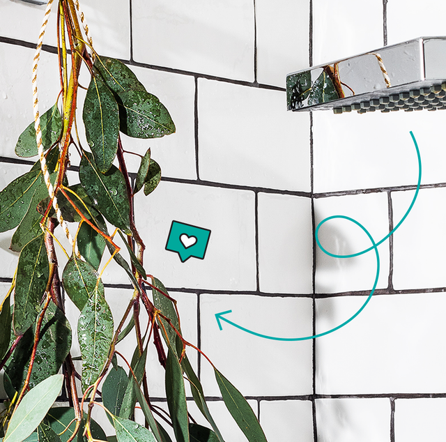 images Shower Plants For Health eucalyptus in shower 2020 8 ways