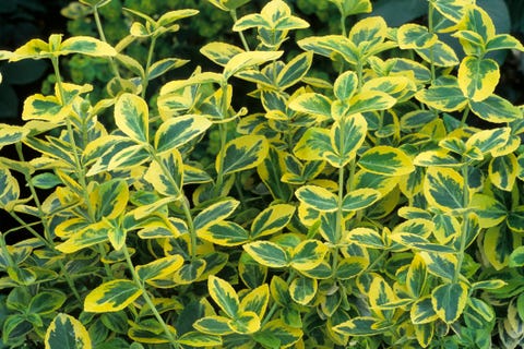 20 essential evergreen shrubs - best types of evergreen bushes