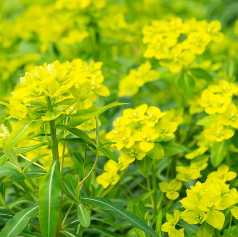 Flower, Flowering plant, Plant, Yellow, Mustard plant, Rapeseed, Brassica rapa, Mustard, Subshrub, Spring, 