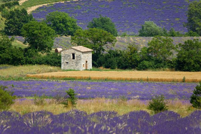 europe, france, vaucluse, sault, house in a lavender field