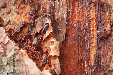 Christmas Tree Bugs - Bark Beetles