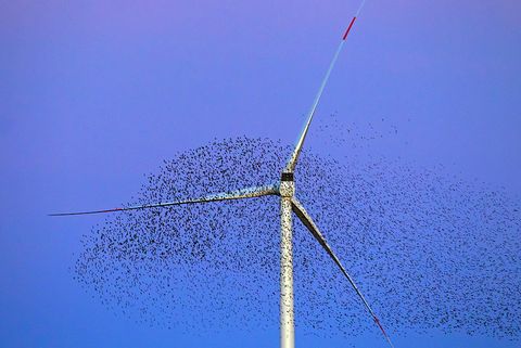 風力発電機との衝突事故から鳥を救えるかもしれない シンプルな方法 とは