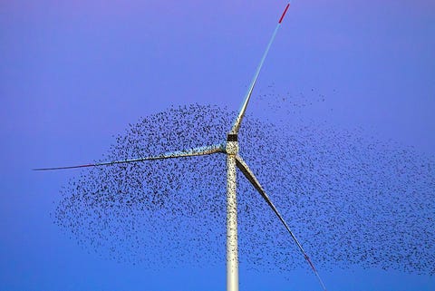 風力発電機との衝突事故から鳥を救えるかもしれない シンプルな方法 とは 風力発電機との衝突事故から鳥を救えるかもしれない シンプルな方法 とは