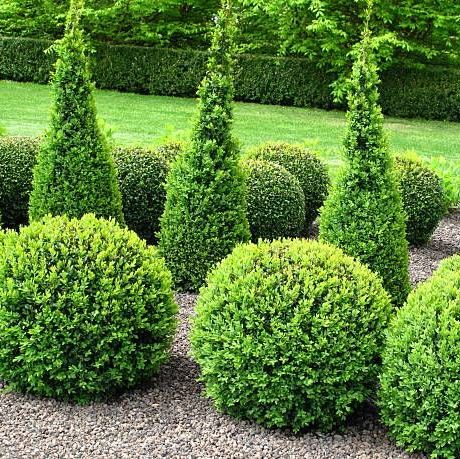 20 Essential Evergreen Shrubs Best, Best Shrubs For Landscaping In Front Of House