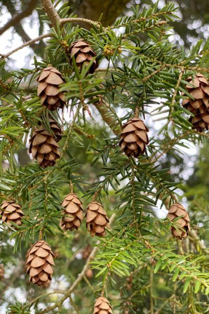 pinecones on hemlock shrub