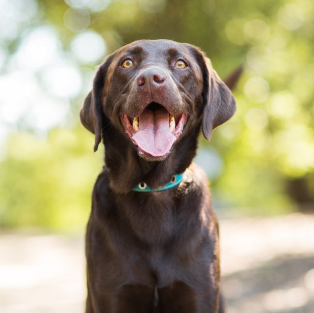10 uk cities with the happiest dogs