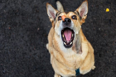 14 Pictures of Dogs Getting Excited Over Food