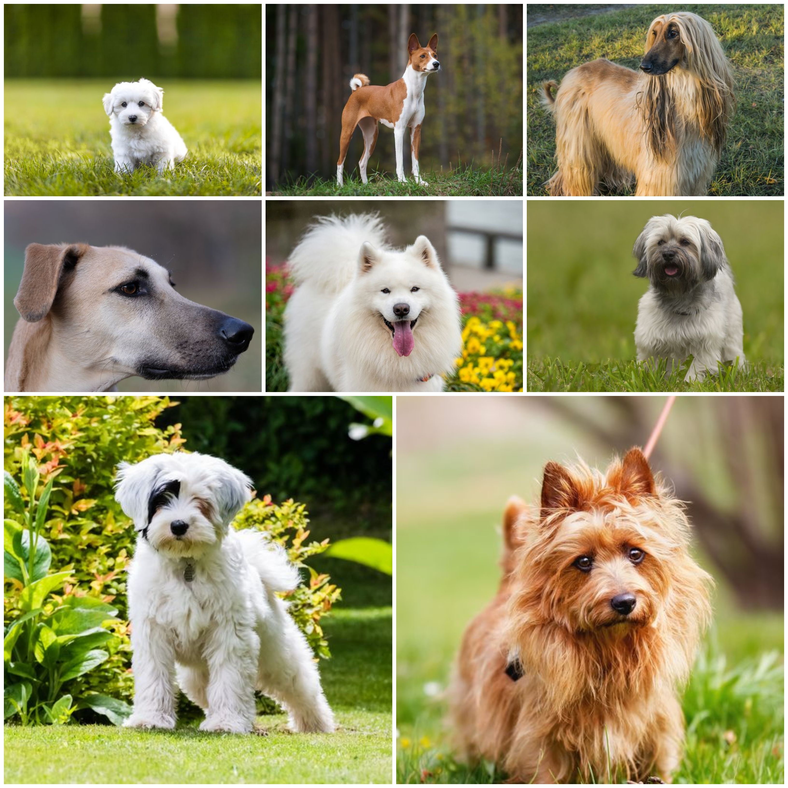 pet dog breeds