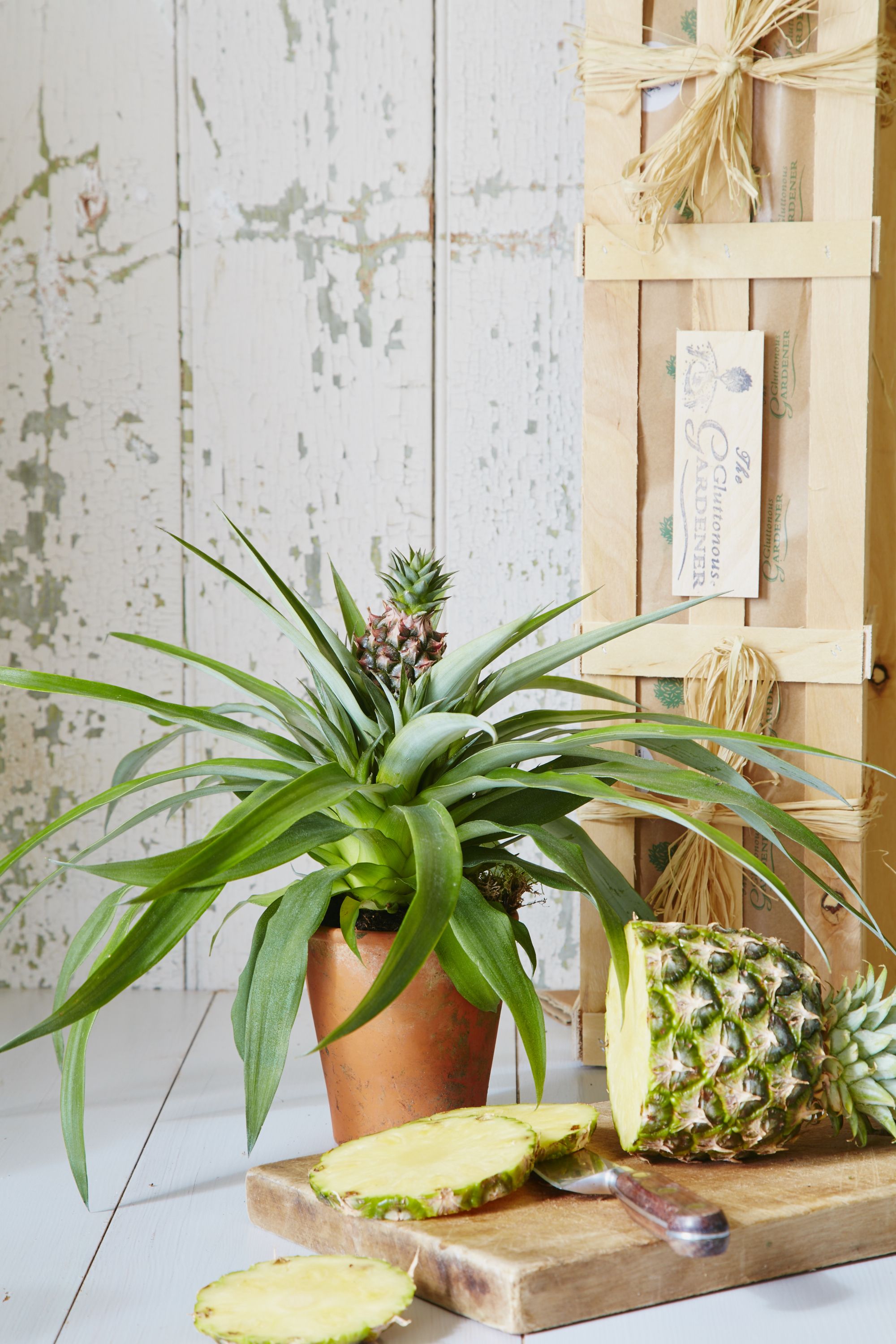 Ako sa starať o svoju ananásovú rastlinu
