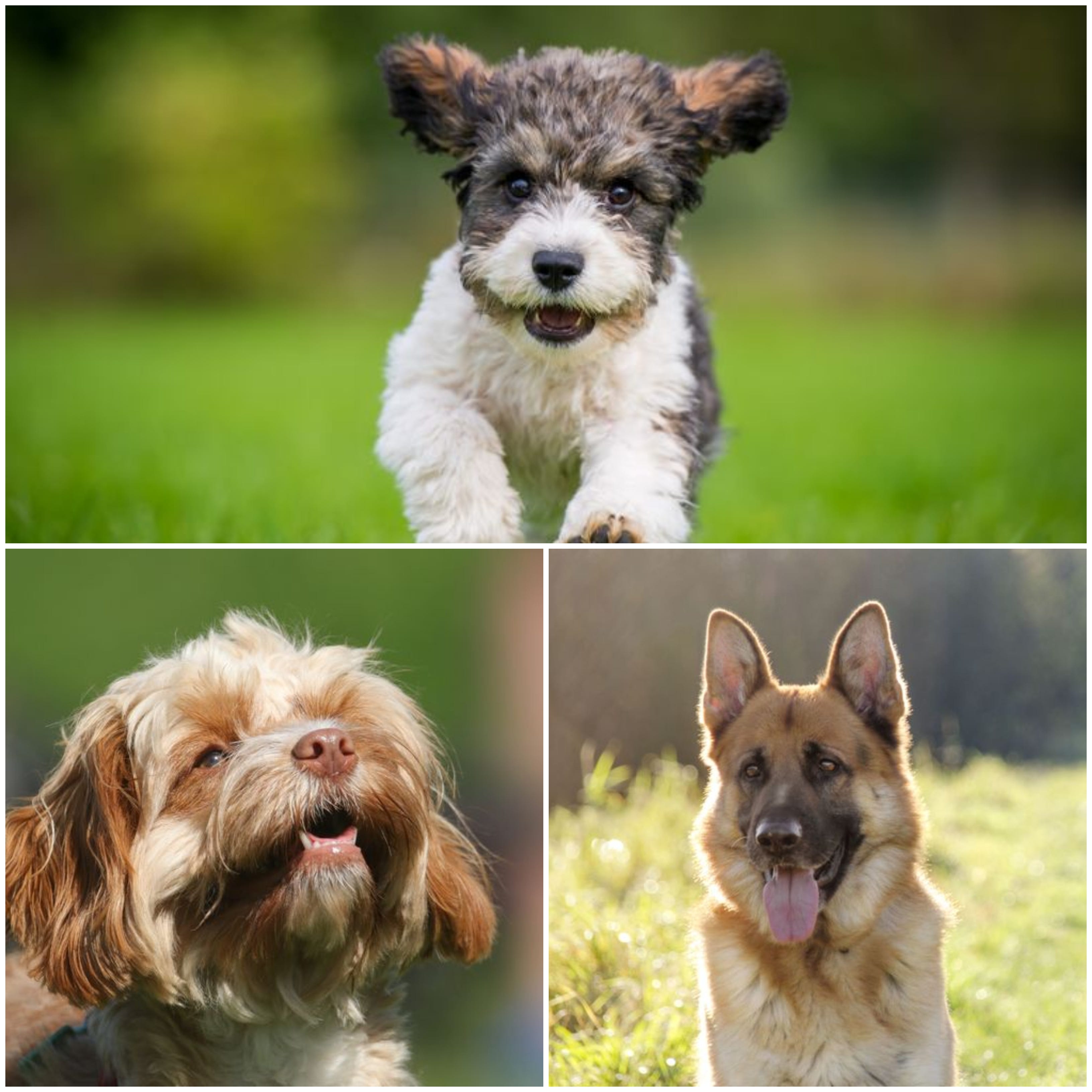 what breeds of dogs have purple tongues