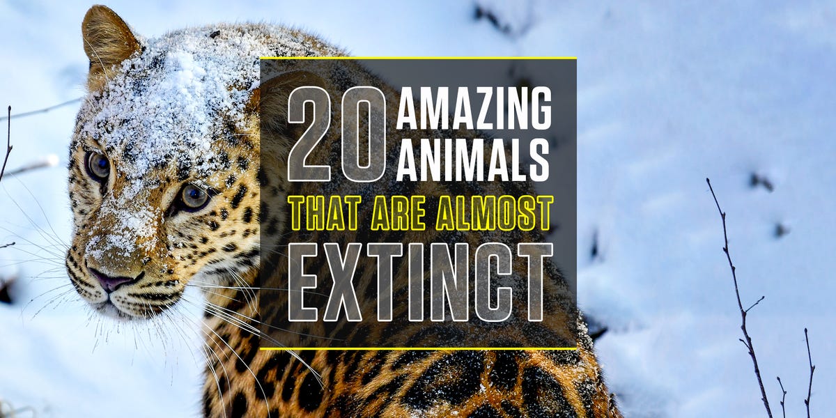 20 Amazing Animals That Are Almost Extinct