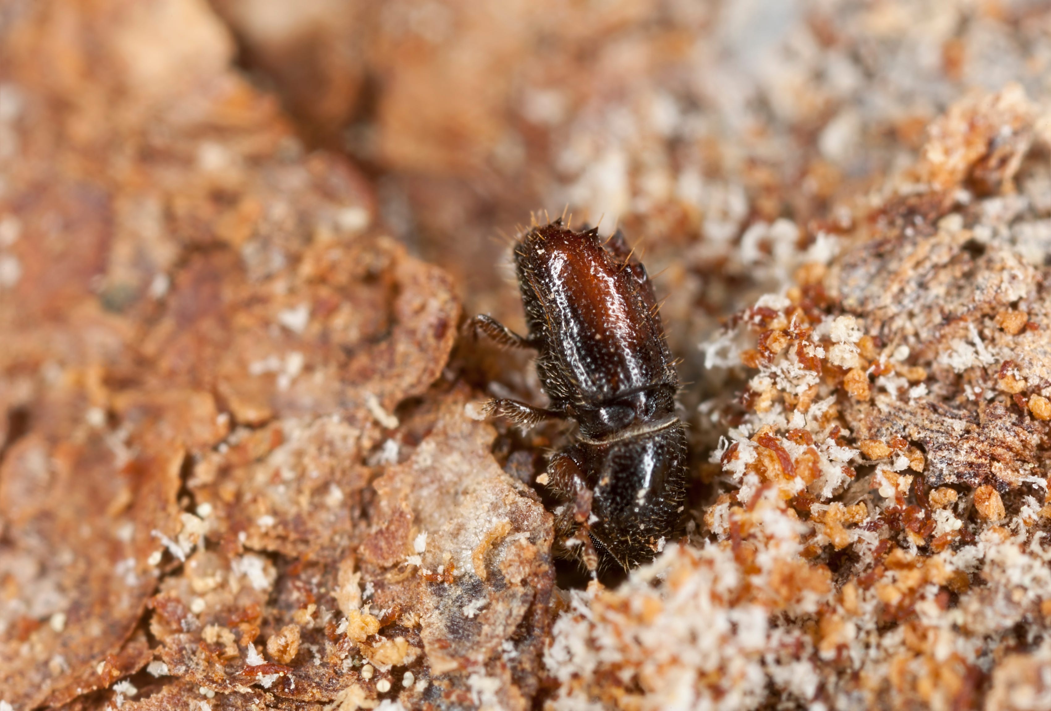 Extreme close - up van een schors Boorder werken op hout