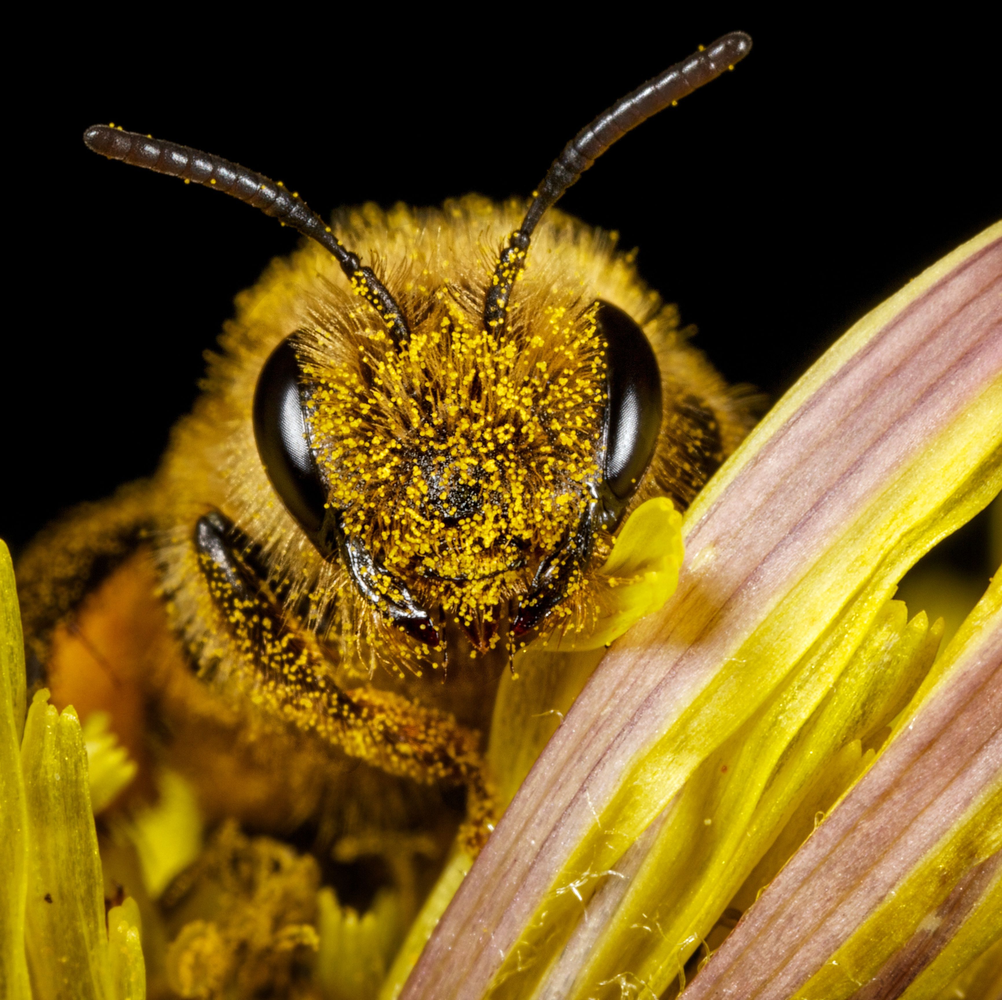 Another Reason to Love Honeybees: They Can Do Basic Math
