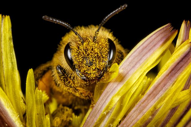 extreme closeup of honey bee