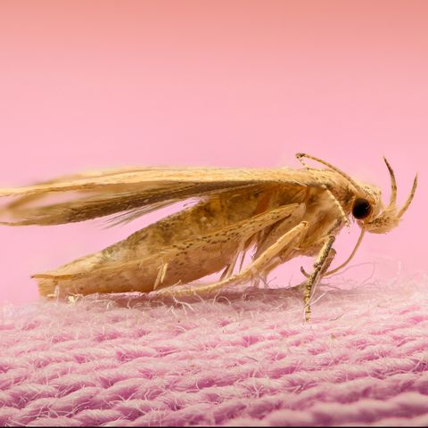 Extreme magnification - Moth on cloth