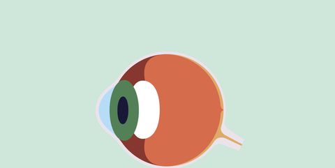 illustration, anatomy of the eye