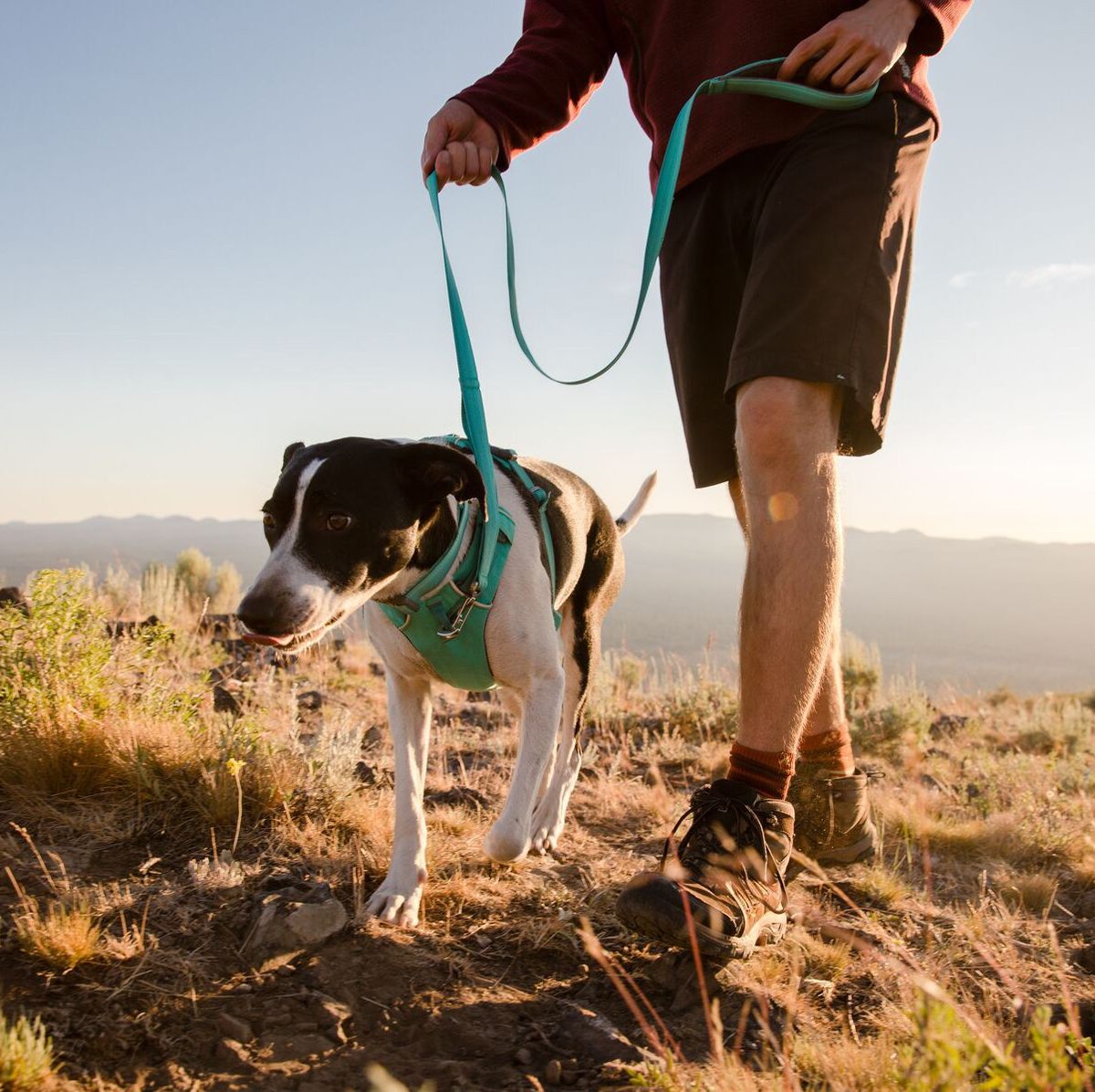  Kurgo Dog Saddlebag Backpack, Back Pack Dog Harness, Hiking  Pack for Dogs, Packs for Pets to Wear, Camping & Travel Vest Harness,  Reflective, Lightweight, Baxter Pack, For Medium & Large Pets 