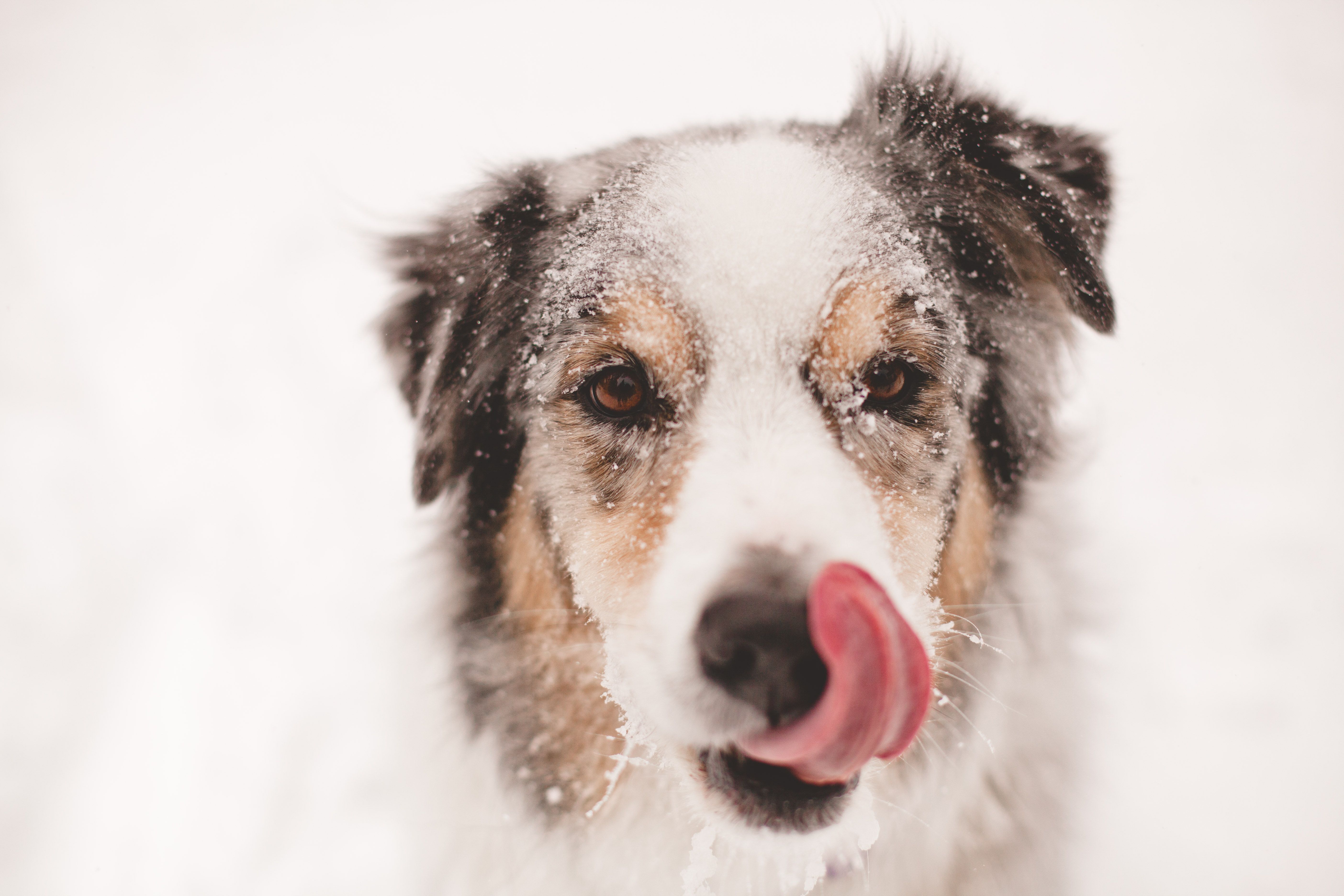 Собака снежок. Собака морда в снегу. Австралийская овчарка зимой. Морды собак зимой на улице. Аусси может жить на улице зимой.