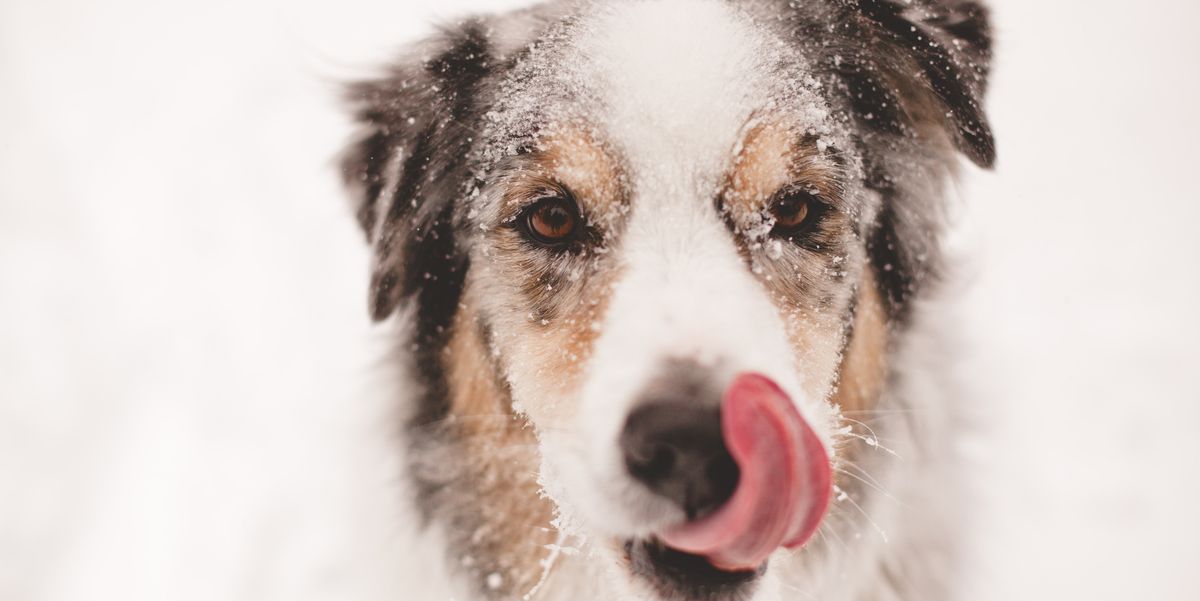 8 cold weather essentials to keep your dog cosy and warm in winter 
