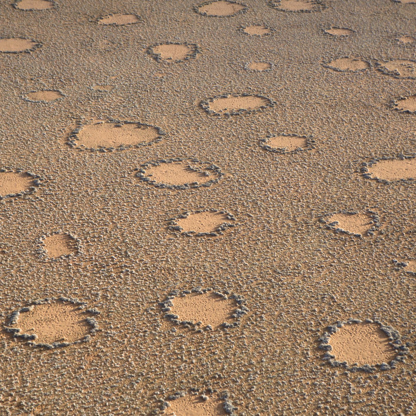 Fairy Circles May Now Exist in 15 Countries. We Still Don't Understand Them.