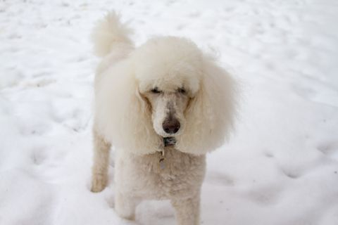 poodle in the snow