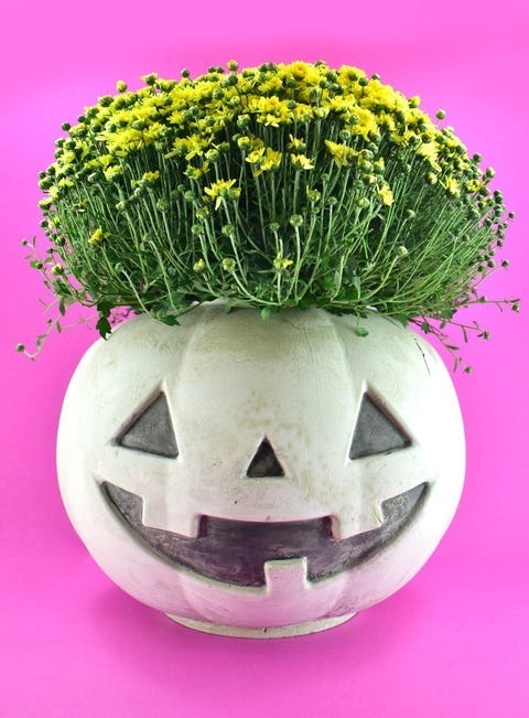 pumpkin planter